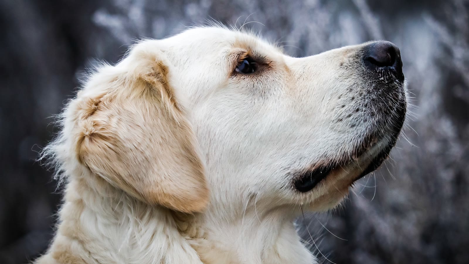 A golden retriever looking up against a dark background